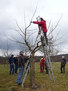 Teilnehmer beim Schnitt eines jungen Apfelbaumes während eines Obstbaumschnittkurses der Wetterauer Obstbaumschnittschule