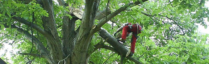 Baumpflege Mirko Franz – Baumkletterer bei der Baumpflege in SKT nach Sturmschaden