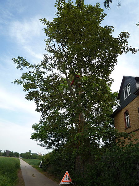 Baumpflege in Bad Nauheim:
Bergahorn nach der Kronenkorrektur