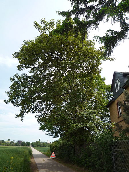 Baumpflege in Bad Nauheim:
Bergahorn vor der Kronenkorrektur