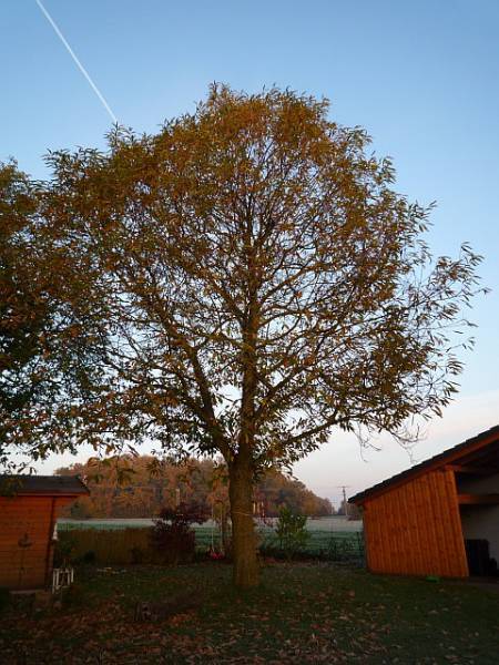 Baumpflege in Florstadt:
Edelkastanie vor Kroneneinkürzung