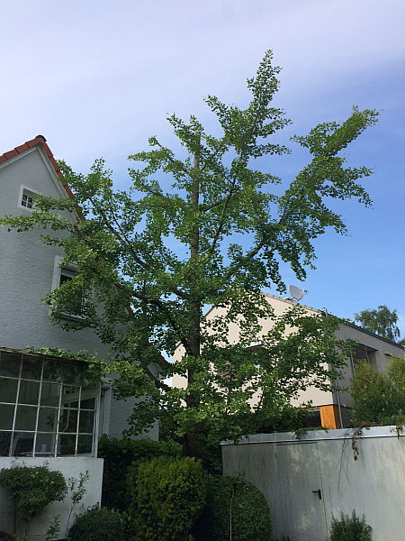Baumpflege in Bad Nauheim:
Ginkgo nach dem Schnitt