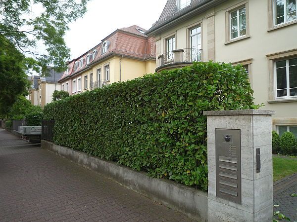 Gartenpflege in Bad Nauheim und Umgebung:
Kirschlorbeer-Hecke nach dem Heckenschnitt