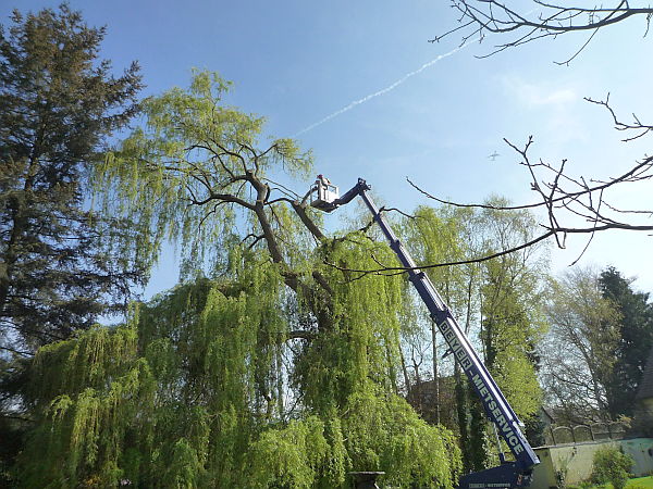 Baumpflege in Hanau:
Kronensicherungsschnitt an einer Trauerweide (3)