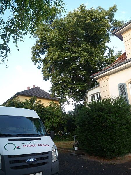 Baumpflege in Bad Nauheim:
Linde vor Totholzbeseitigung und Entlastungsschnitt