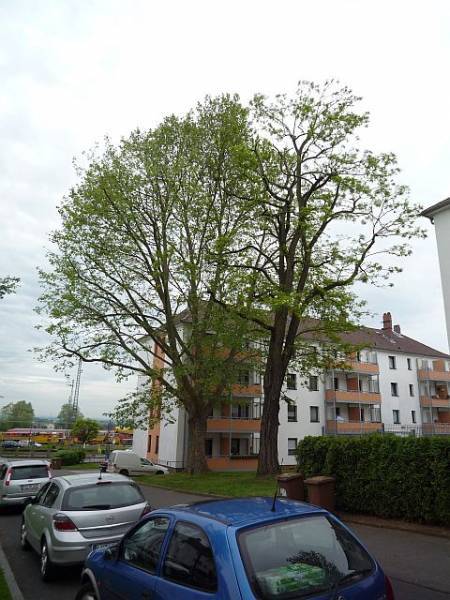 Baumpflege in Friedberg:
Platane und Robinie nach Totholzbeseitigung und Kroneneinkürzung