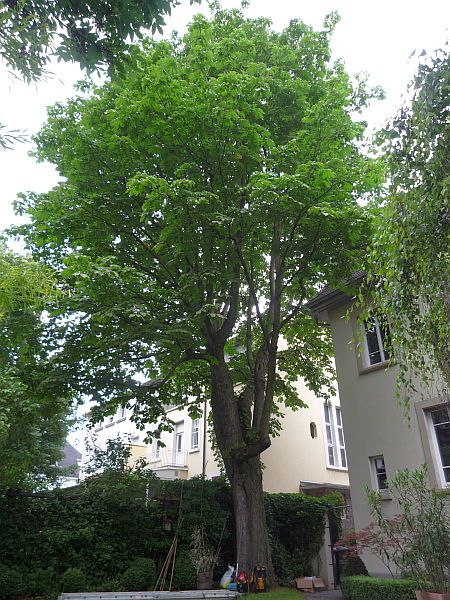 Baumpflege in Frankfurt:
Rosskastanie vor Kroneneinkürzung und Auslichtung