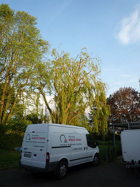 Baumpflege in Reichelsheim in der Wetterau:
Trauerweide nach der Kroneneinkürzung