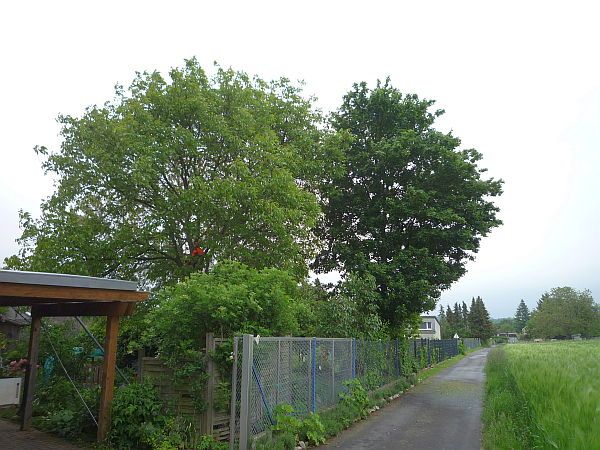 Baumpflege in Niddatal:
Walnuss und Feldahorn vor Kronenpflege und Kroneneinkürzung
