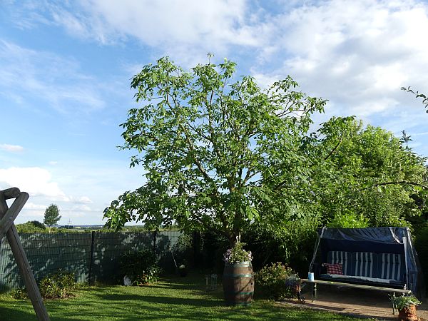 Baumpflege in Friedrichsdorf: Walnussbaum nach der Kroneneinkürzung