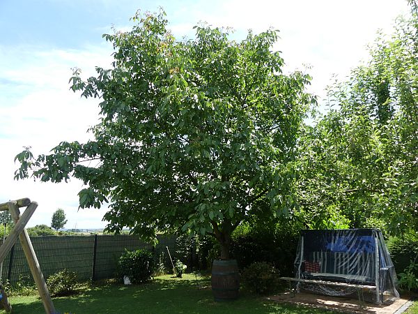 Baumpflege in Friedrichsdorf: Walnussbaum vor der Kroneneinkürzung