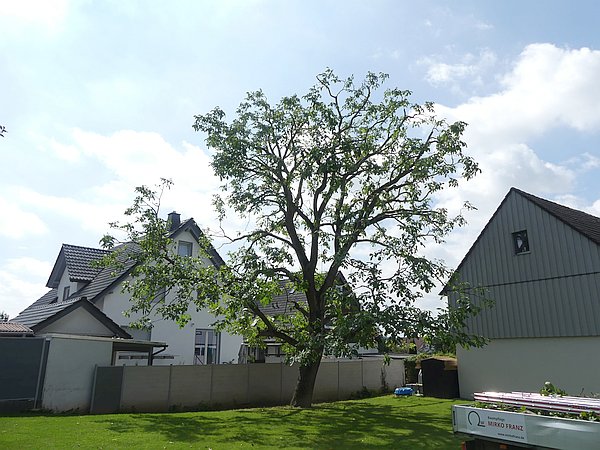 Baumpflege in Butzbach:
Sehr großer alter Walnussbaum nach Kroneneinkürzung und Kronenpflege