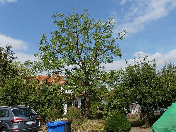 Baumpflege in Butzbach: 
Walnussbaum nach der Kroneneinkürzung