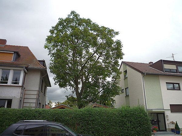 Baumpflege in Bad Nauheim:
Walnussbaum nach Fassadenfreischnitt und Kroneneinkürzung