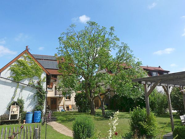 Baumpflege in Rockenberg: 
Walnussbaum nach der Kroneneinkürzung