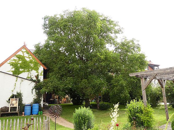 Baumpflege in Rockenberg: 
Walnussbaum vor der Kroneneinkürzung