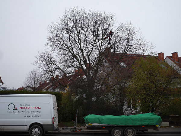 Baumpflege in Butzbach:
Walnussbaum in einem Reihenhausgarten vor Kroneneinkürzung (2014)