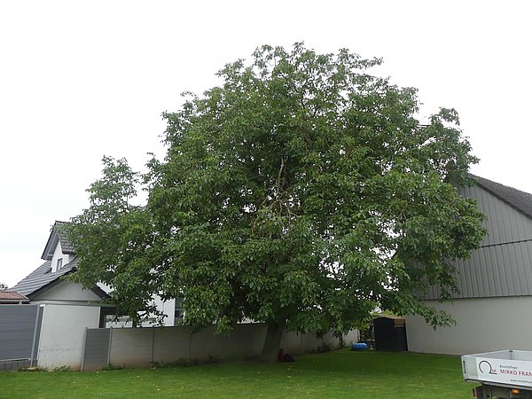 Baumpflege in Butzbach:
Sehr großer alter Walnussbaum vor Kroneneinkürzung und Kronenpflege