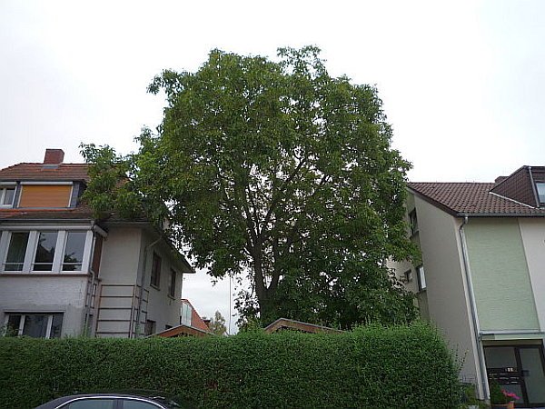 Baumpflege in Bad Nauheim:
Walnussbaum vor Fassadenfreischnitt und Kroneneinkürzung