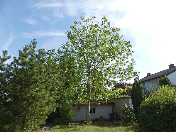 Baumpflege in Butzbach:
Walnussbaum nach der Kroneneinkürzung