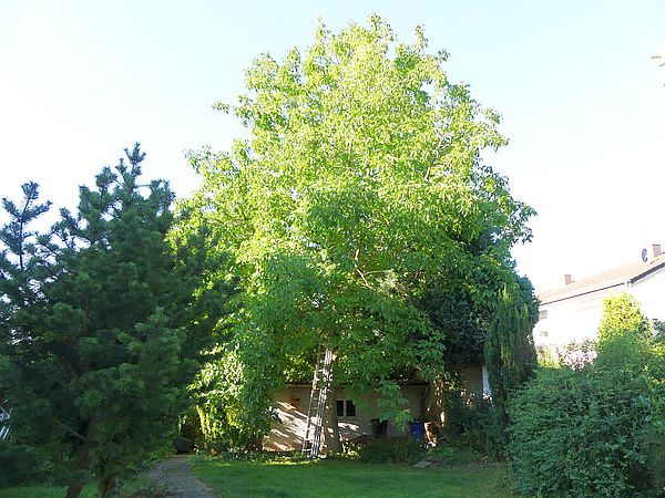Baumpflege in Butzbach:
Walnussbaum vor Kroneneinkürzung (2021)