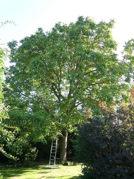 Baumpflege in Butzbach:
Walnussbaum vor Kronenpflege und -einkürzung