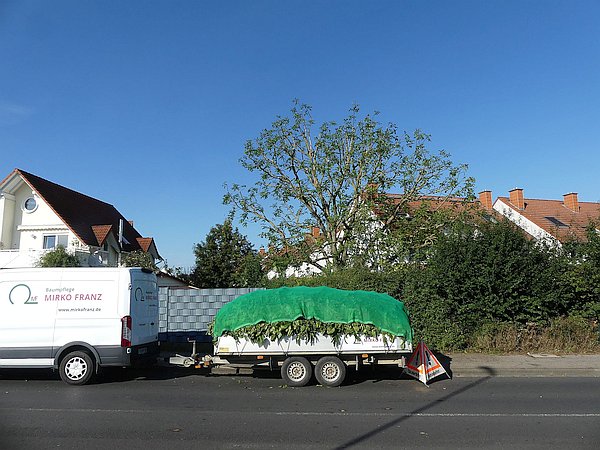 Baumpflege in Butzbach:
Walnussbaum in einem Reihenhausgarten nach Kroneneinkürzung (2021)