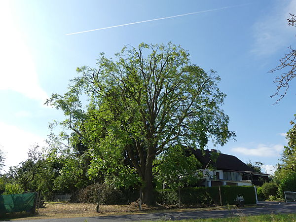 Baumpflege in Ober-Mörlen: Walnussbaum nach der Kroneneinkürzung