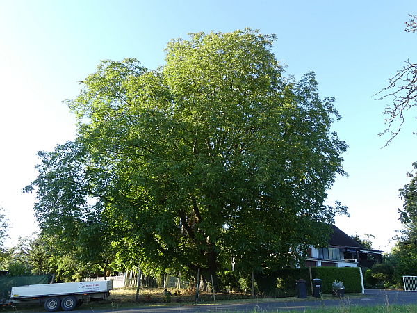 Baumpflege in Ober-Mörlen: Walnussbaum vor der Kroneneinkürzung