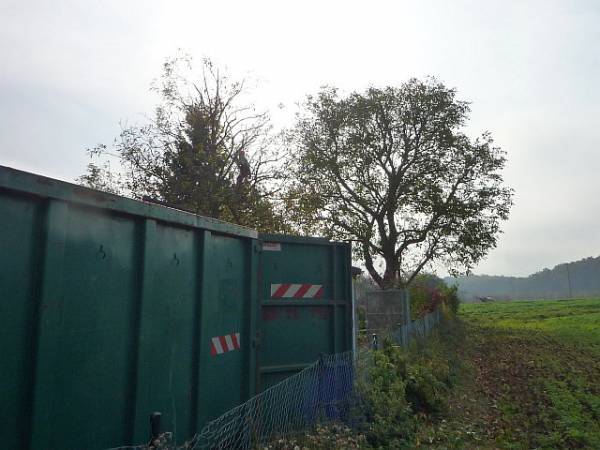 Baumpflege in Florstadt:
Walnussbaum nach Kroneneinkürzung