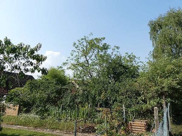 Baumpflege in Münzenberg: 
Walnussbaum nach der Kroneneinkürzung