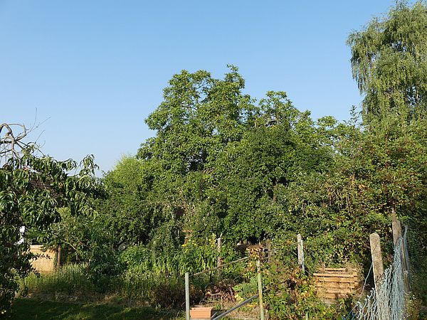 Baumpflege in Münzenberg: 
Walnussbaum vor der Kroneneinkürzung