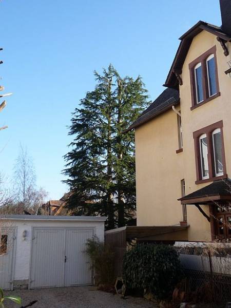 Baumpflege in Bad Homburg:
Zeder nach Kroneneinkürzung