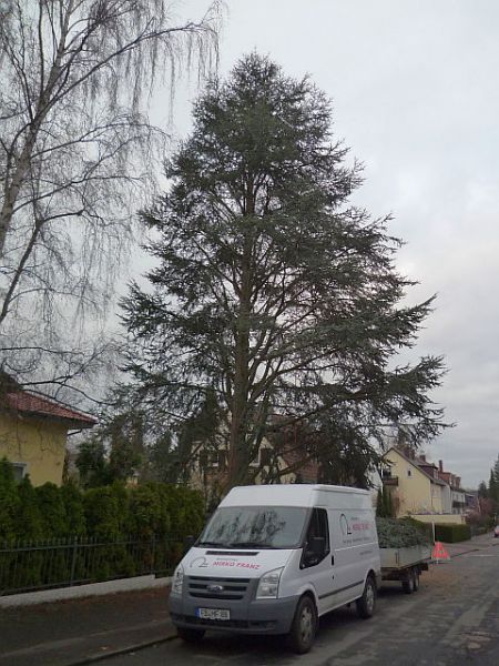 Baumpflege in Bad Homburg:
Zeder nach dem Schnitt