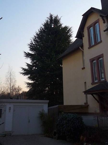 Baumpflege in Bad Homburg:
Zeder vor Kroneneinkürzung