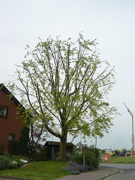 Baumpflege in Bad Nauheim:
Silberahorn nach der Kroneneinkürzung (1)