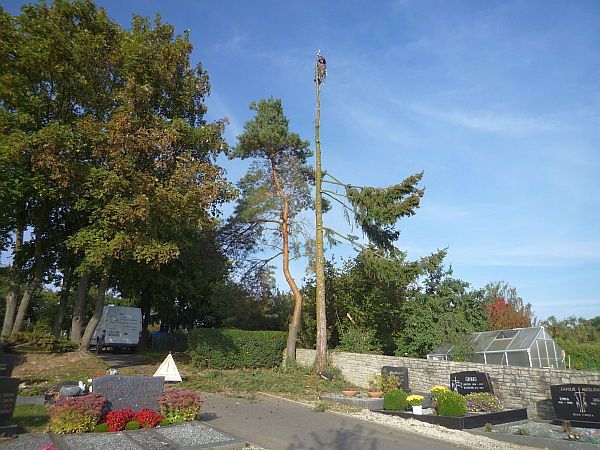 Baumfällung in Ober-Mörlen:
Fällung mehrerer Nadelbäume auf dem Friedhof (2)