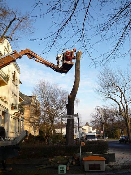Baumfällung in Bad Nauheim:
Spezialfällung eines Ahorns (3)