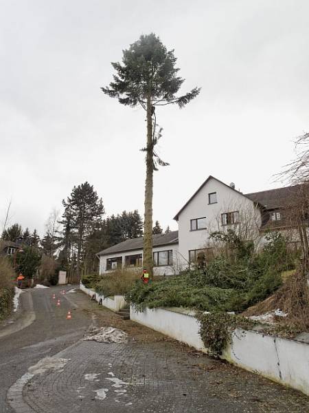 Baumfällung in Butzbach:
Spezialfällung einer Weißtanne (2)