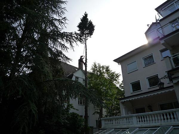 Baumfällung in Bad Nauheim:
Spezialfällung zweier Lebensbäume (1)