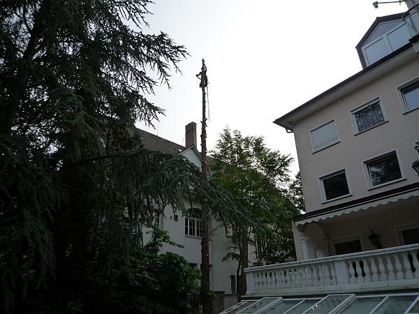 Baumfällung in Bad Nauheim:
Spezialfällung zweier Lebensbäume (2)