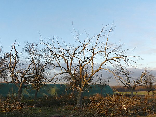 Obstbaumschnitt im Lahn-Dill-Kreis:Altbaum 'Heuchelheimer Schneeapfel' nach dem Schnitt