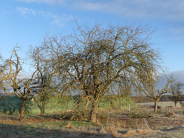 Obstbaumschnitt im Lahn-Dill-Kreis:Altbaum 'Heuchelheimer Schneeapfel' vor dem Schnitt