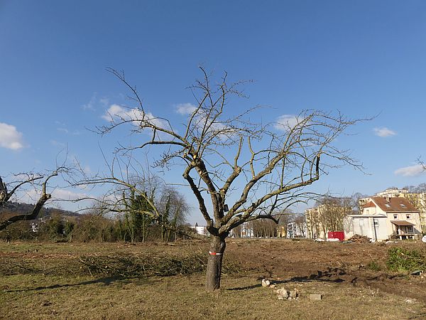 Obstbaumschnitt in Bad Nauheim:
Alter Apfelbaum nach dem Sanierungsschnitt