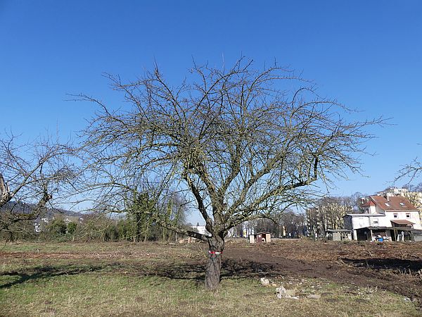 Obstbaumschnitt in Bad Nauheim:
Alter Apfelbaum vor dem Sanierungsschnitt