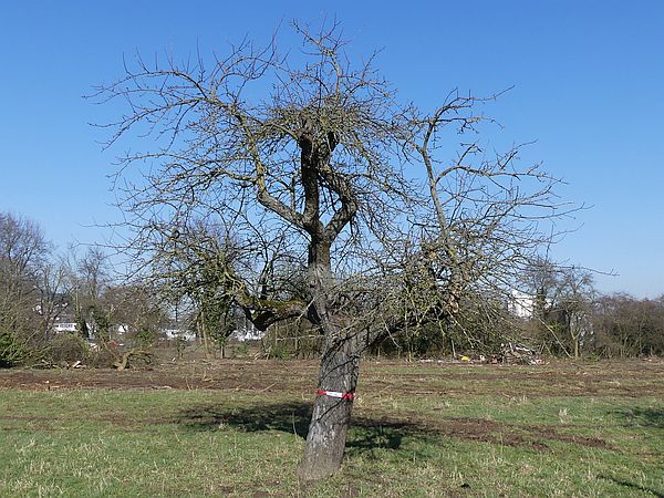 Obstbaumschnitt in Bad Nauheim:
Alter Apfelbaum vor dem Schnitt