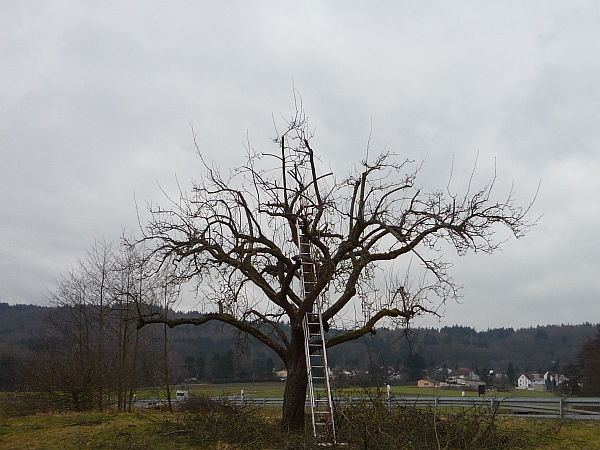 Obstbaumschnitt in Butzbach:
Alter Apfelbaum  nach Kroneneinkürzung und Auslichtungsschnitt