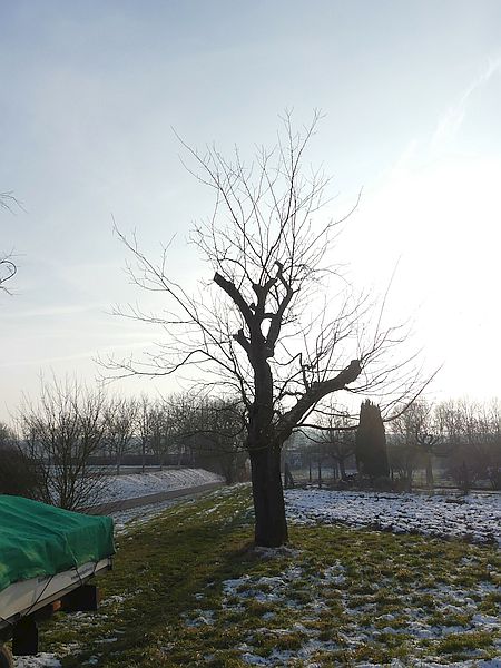 Obstbaumschnitt in Butzbach:
Alter Apfelbaum nach dem Schnitt