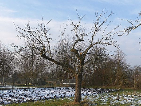 Obstbaumschnitt in Butzbach:
Alter Apfelbaum nach dem Verjüngungsschnitt