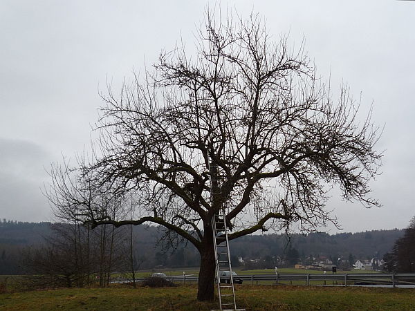 Obstbaumschnitt in Butzbach:
Alter Apfelbaum  vor Kroneneinkürzung und Auslichtungsschnitt